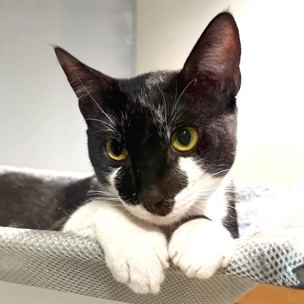 Enlarge Sparky, a Adoptable Domestic Short Hair in Sarasota, FL image 3/6