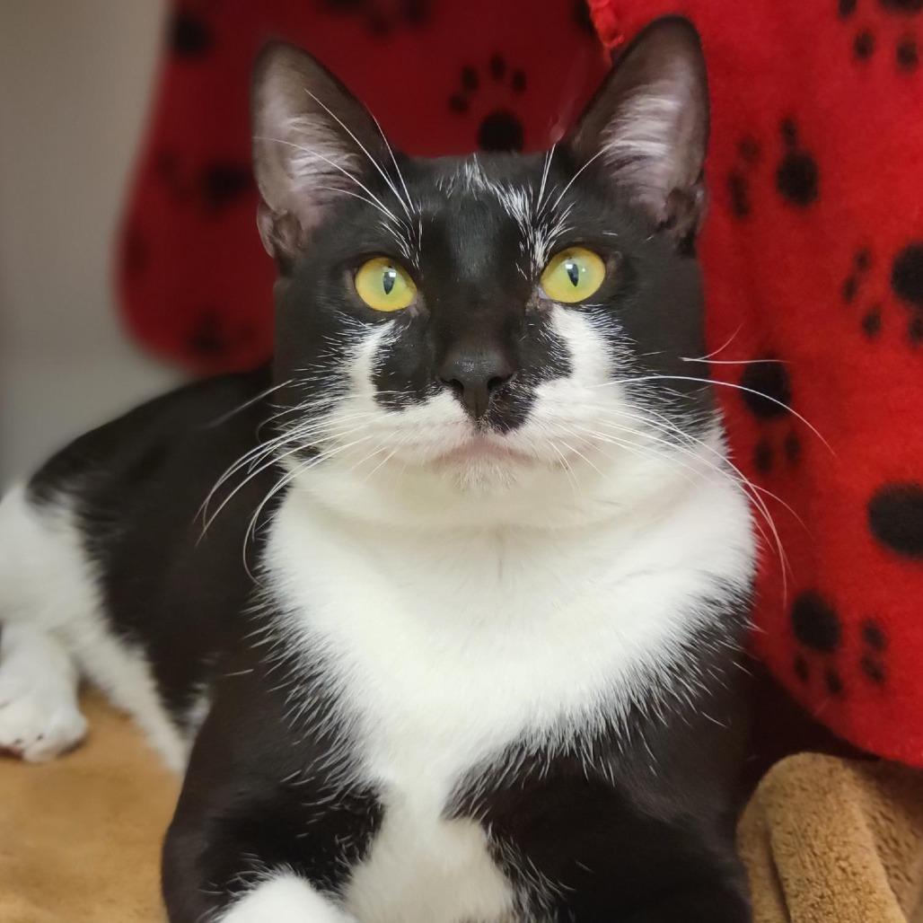 Enlarge Sparky, a Adoptable Domestic Short Hair in Sarasota, FL image 4/6