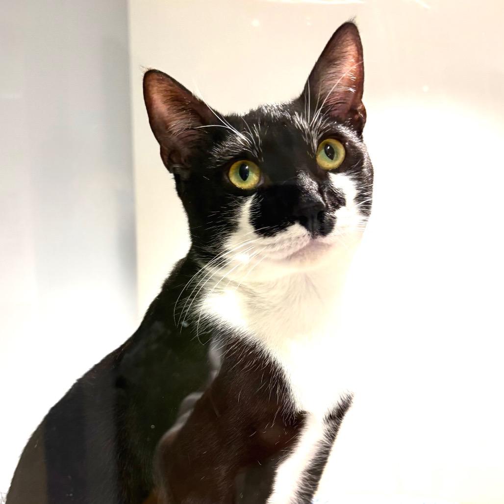 Enlarge Sparky, a Adoptable Domestic Short Hair in Sarasota, FL image 5/6