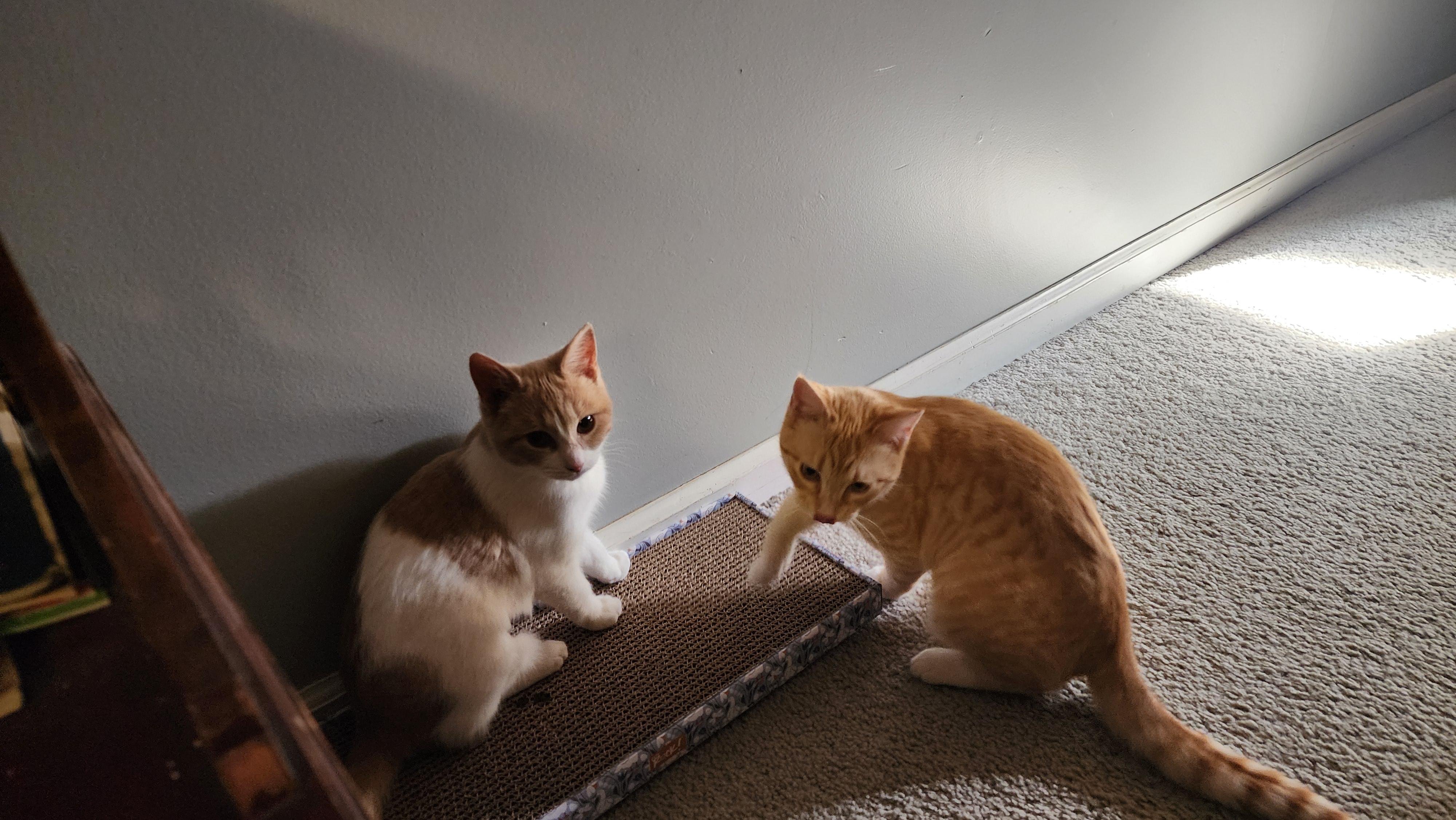 Enlarge Elphaba & Glinda, a ADOPTABLE mixed breed in Mayfield, NY image 1/5