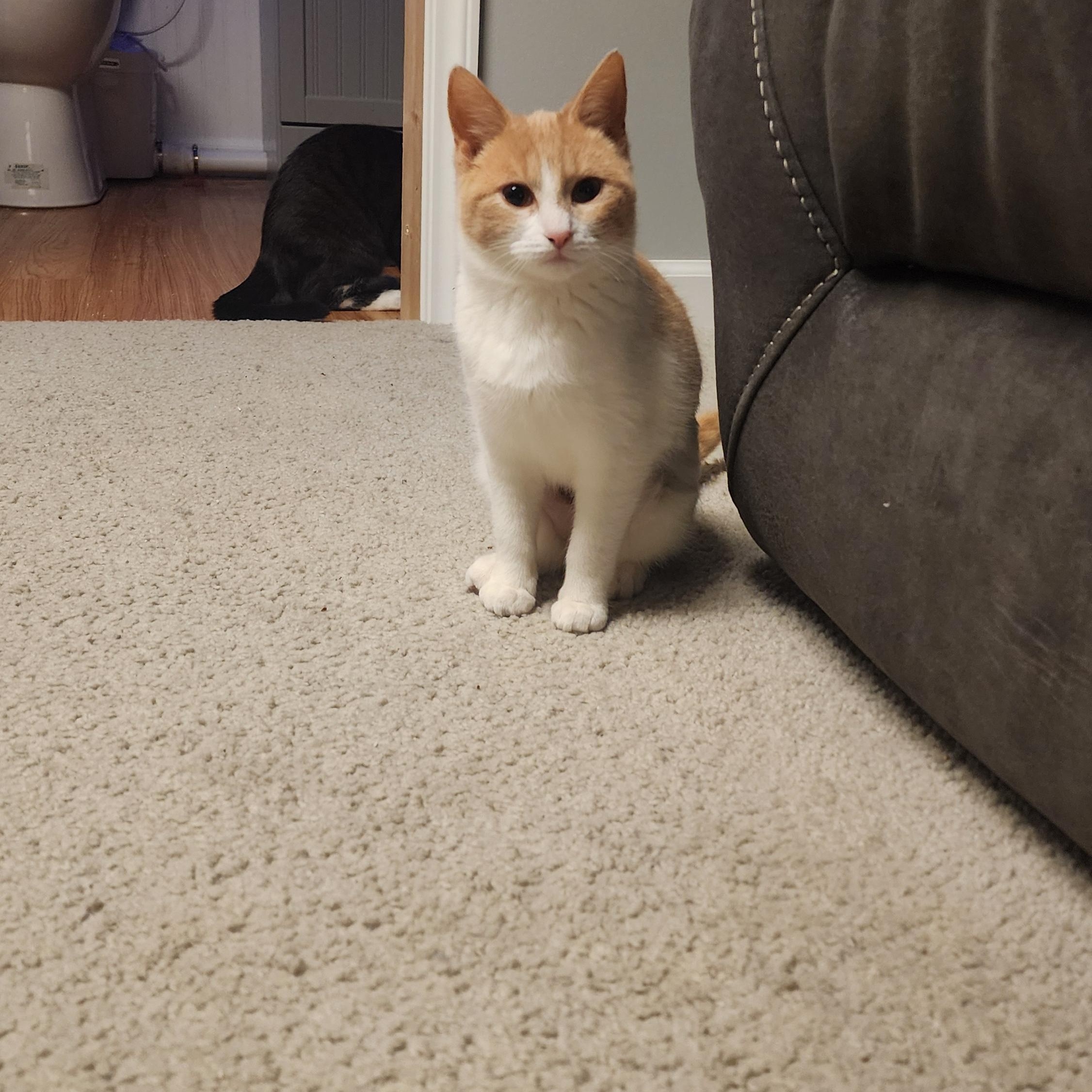 Enlarge Elphaba & Glinda, a ADOPTABLE mixed breed in Mayfield, NY image 4/5