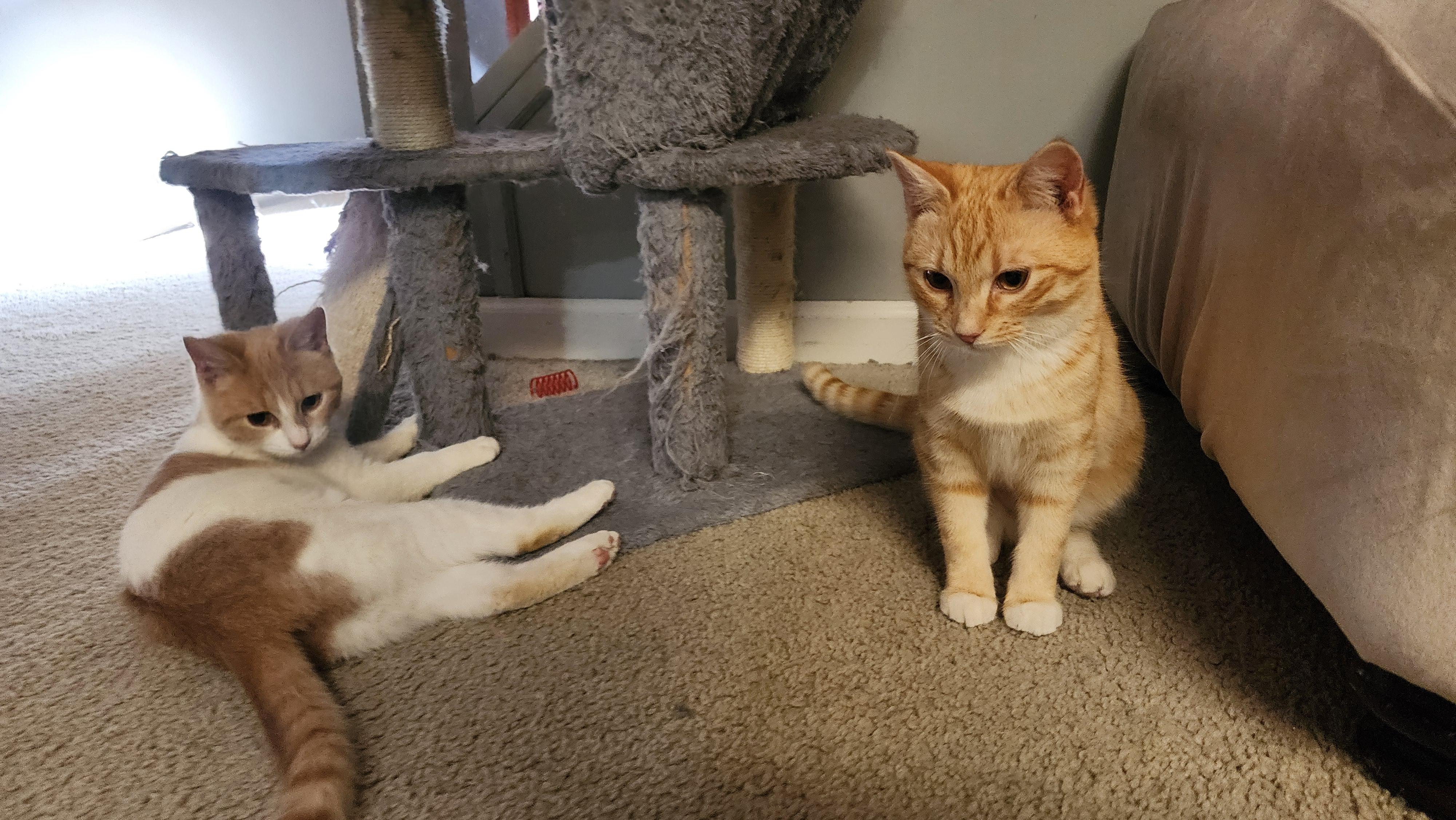 Enlarge Elphaba & Glinda, a ADOPTABLE mixed breed in Mayfield, NY image 5/5