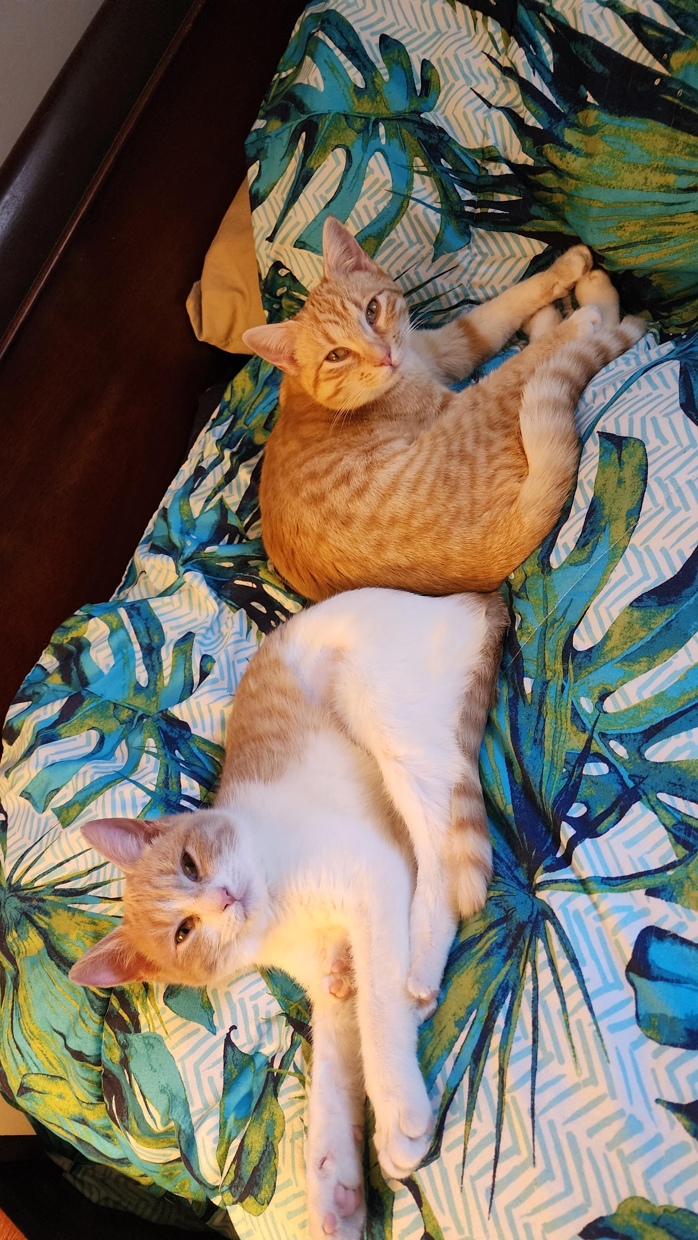 Enlarge Elphaba & Glinda, a ADOPTABLE mixed breed in Mayfield, NY image 2/5