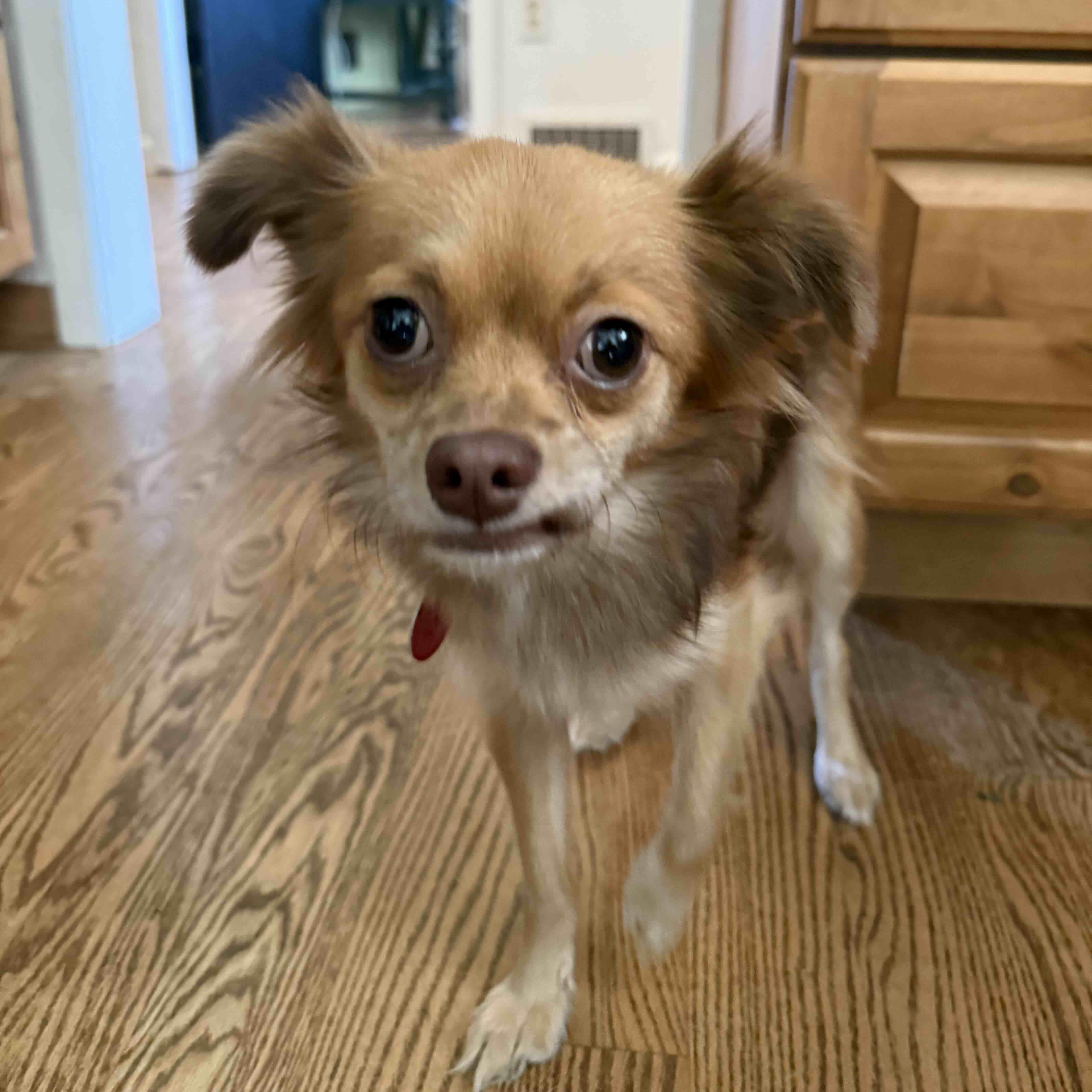 Enlarge Cooperina, a Adoptable mixed breed in Cedarburg, WI image 5/5