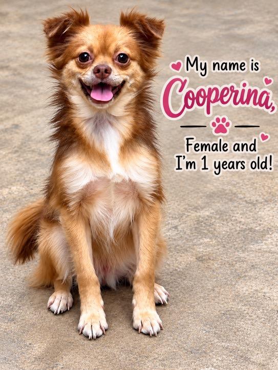 Cooperina, Adoptable, Young Female Pomeranian & Chihuahua.
