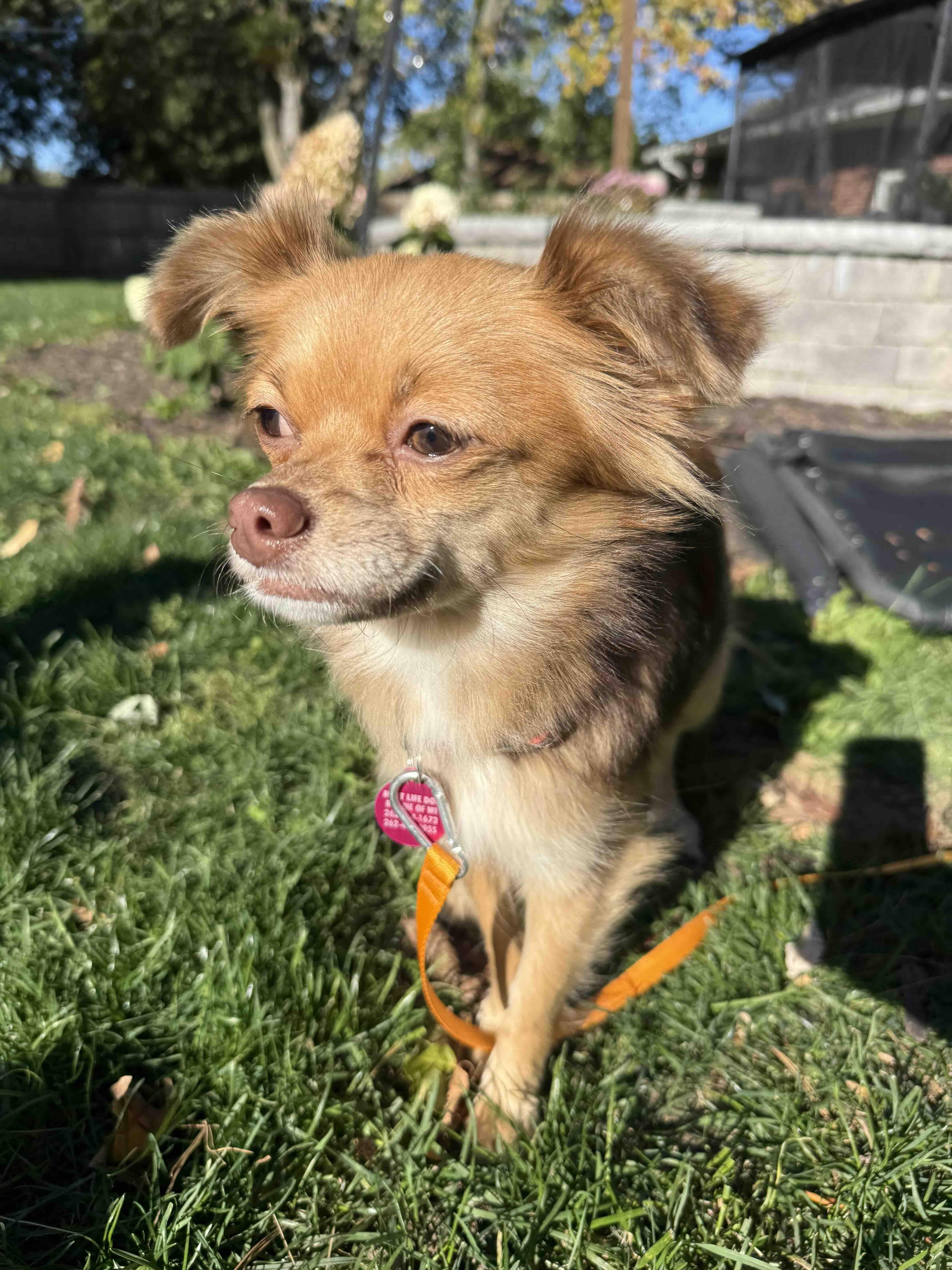 Enlarge Cooperina, a Adoptable mixed breed in Cedarburg, WI image 3/5