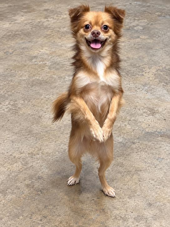Enlarge Cooperina, a Adoptable mixed breed in Cedarburg, WI image 2/5