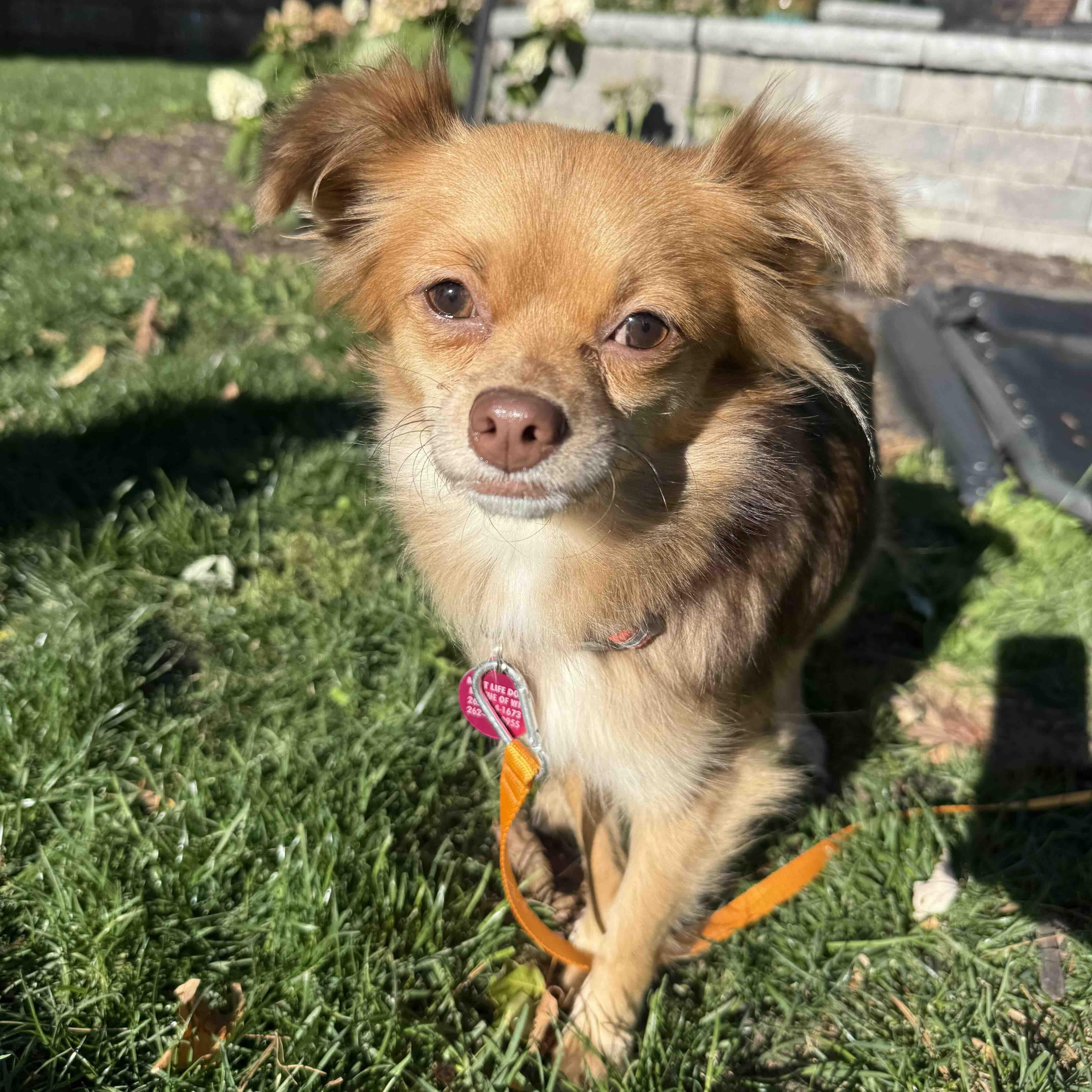 Enlarge Cooperina, a Adoptable mixed breed in Cedarburg, WI image 4/5