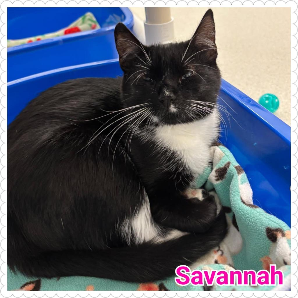 Savannah, Adoptable, Young Female Domestic Short Hair.