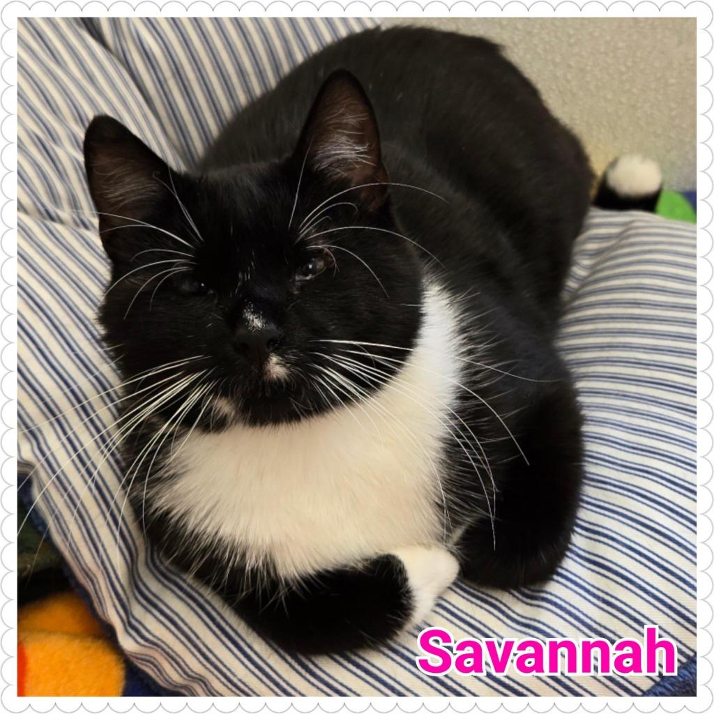 Enlarge Savannah, a Adoptable mixed breed in North Saint Paul, MN image 2/6