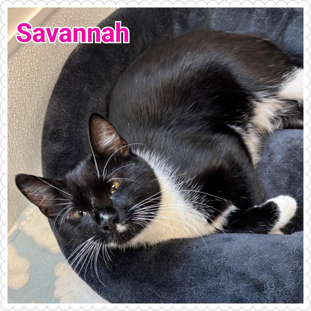 Enlarge Savannah, a Adoptable mixed breed in North Saint Paul, MN image 2/6