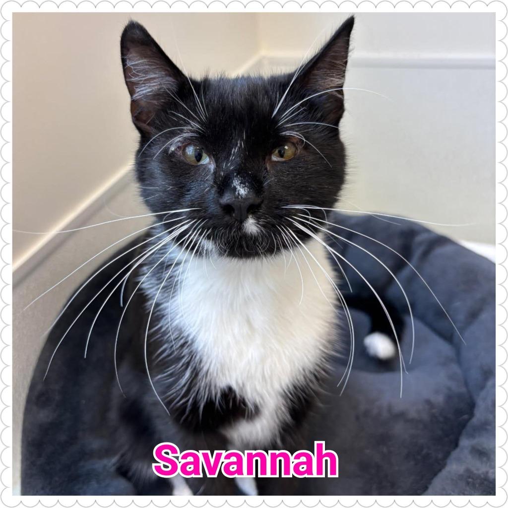Enlarge Savannah, a Adoptable mixed breed in North Saint Paul, MN image 3/6