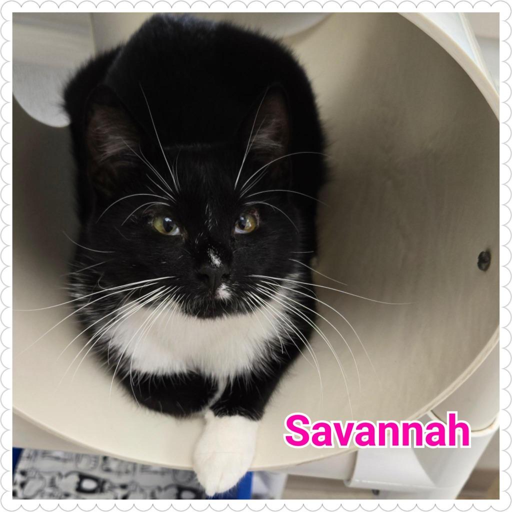 Enlarge Savannah, a Adoptable mixed breed in North Saint Paul, MN image 5/6