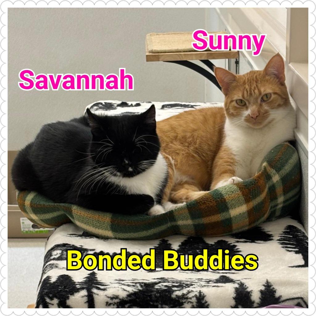 Enlarge Savannah, a Adoptable mixed breed in North Saint Paul, MN image 1/6