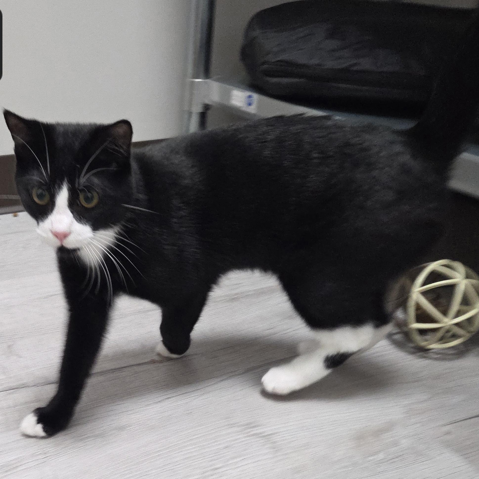 Enlarge Meowsky, a Adoptable Domestic Short Hair in SNOW HILL, NC image 1/1