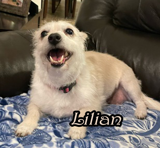 Dog for adoption Pair of Cairn Terriers Olly and Lillian, a Cairn Terrier in Peoria, AZ