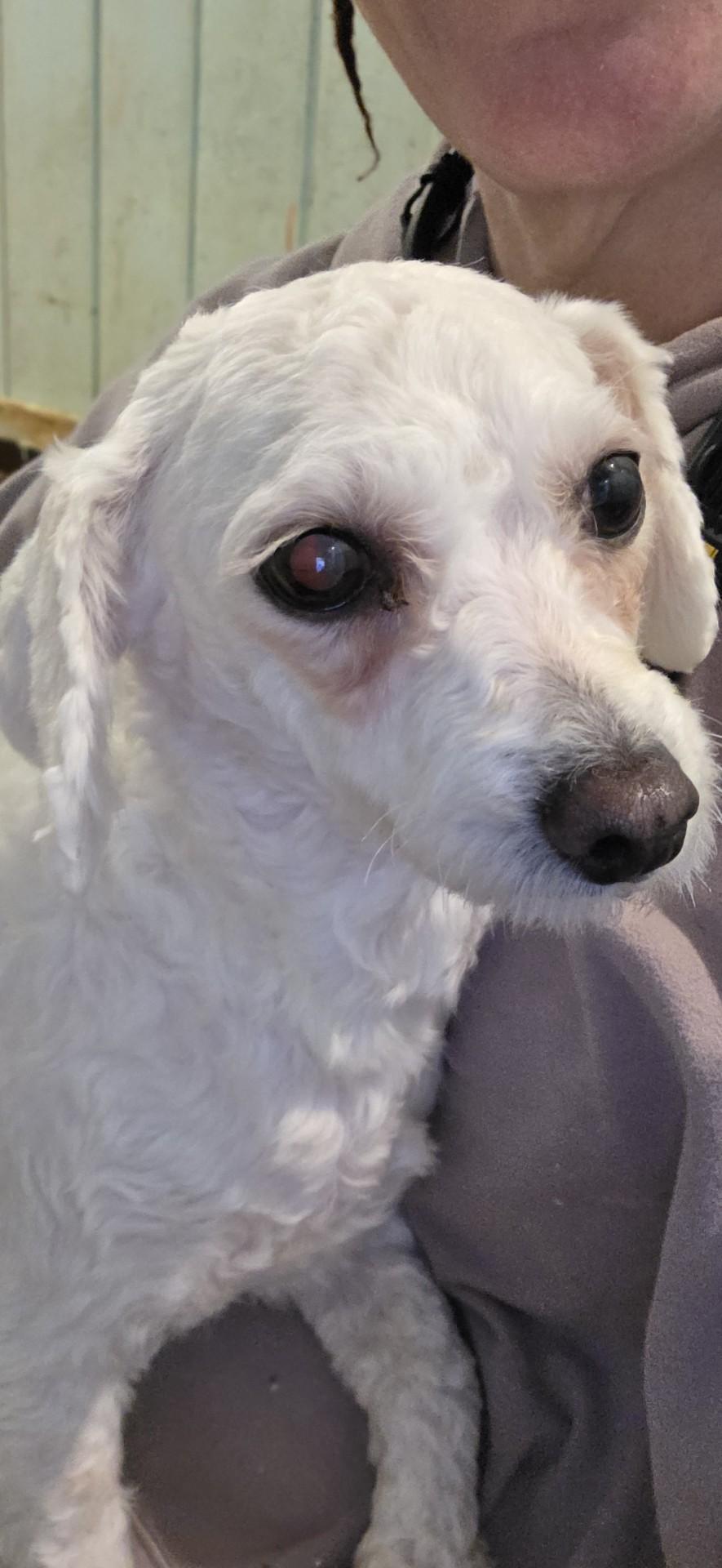 Enlarge Hillary, a ADOPTABLE mixed breed in Toledo, OH image 2/3