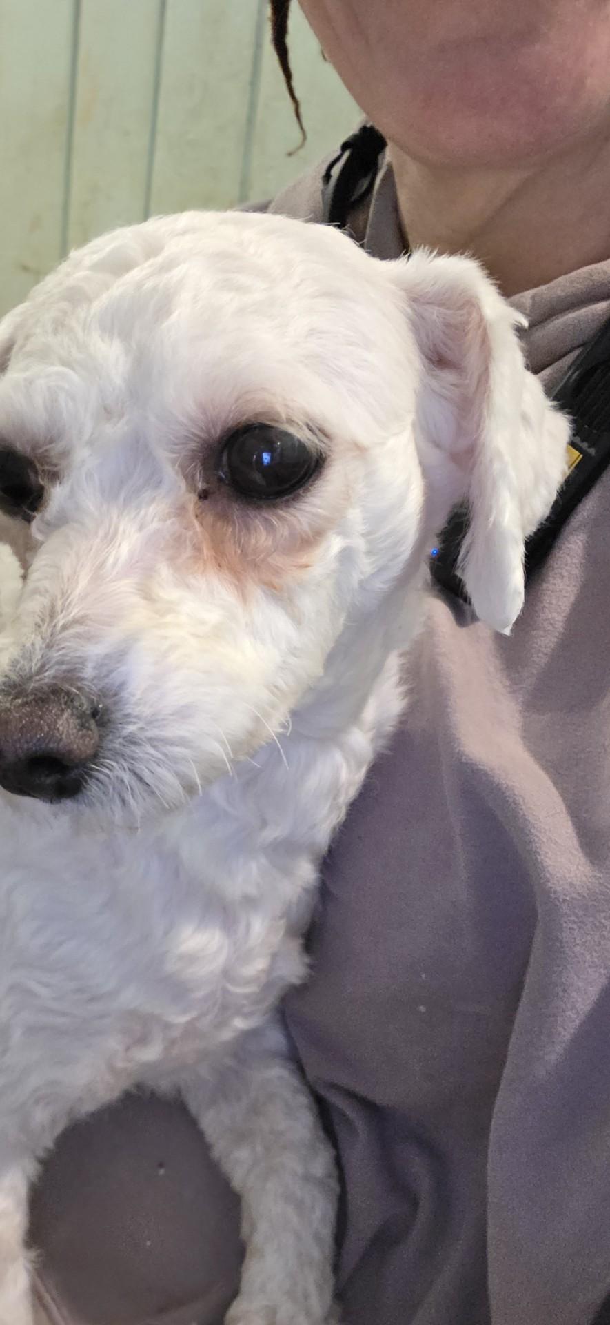 Enlarge Hillary, a ADOPTABLE mixed breed in Toledo, OH image 3/3