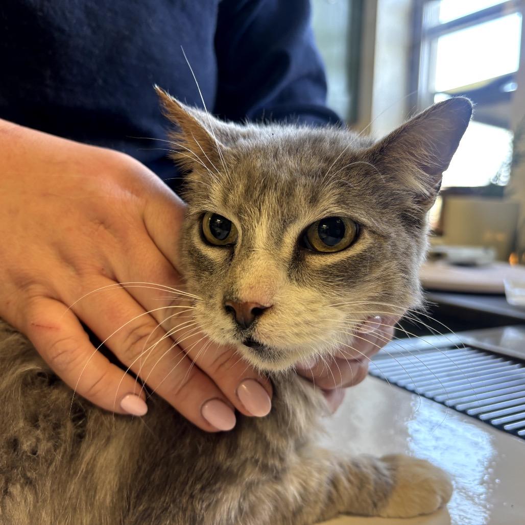 Ryker, Adoptable, Senior Male Domestic Short Hair.