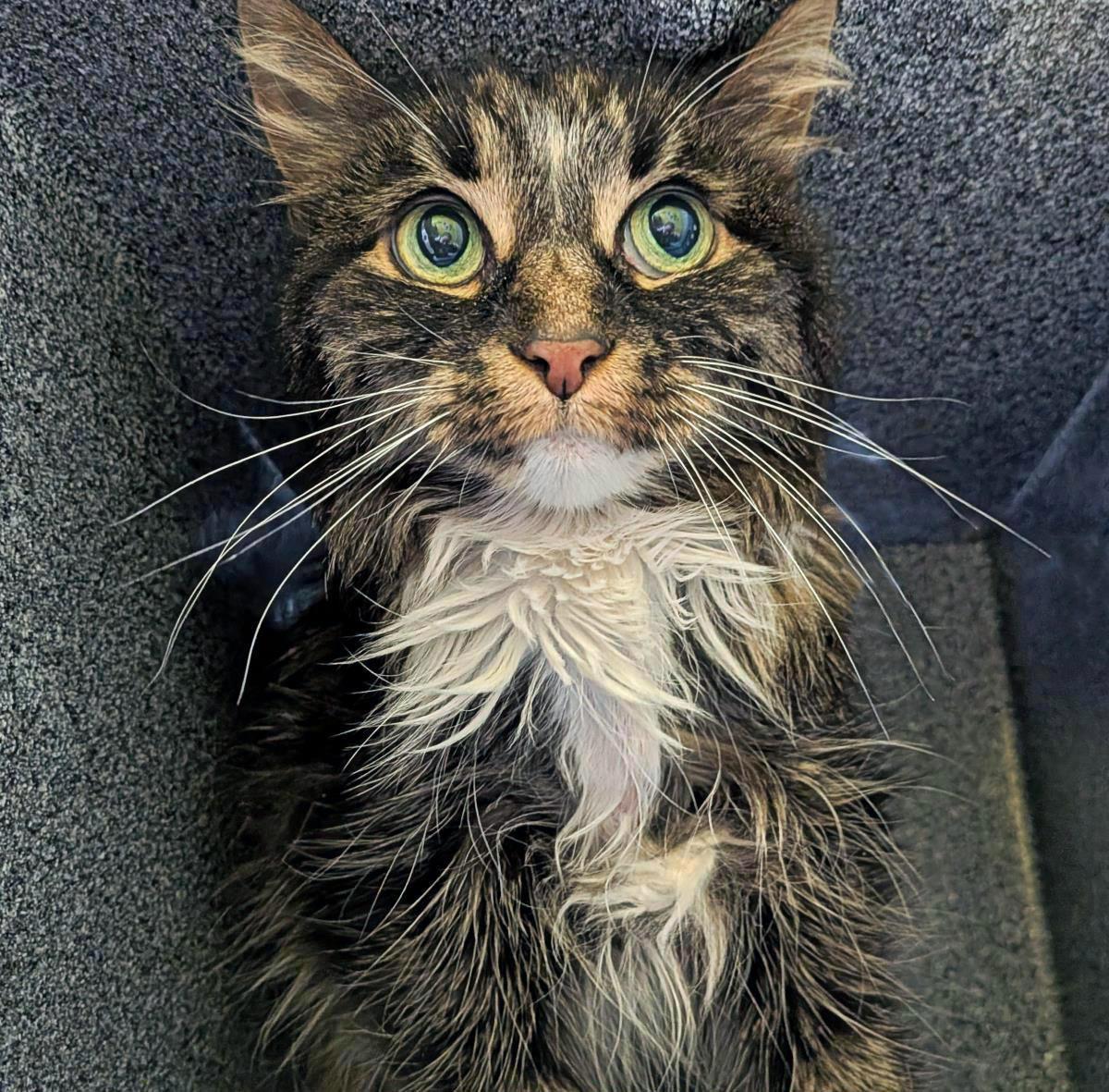 Dolly Purrton, Adoptable, Adult Female Domestic Long Hair.