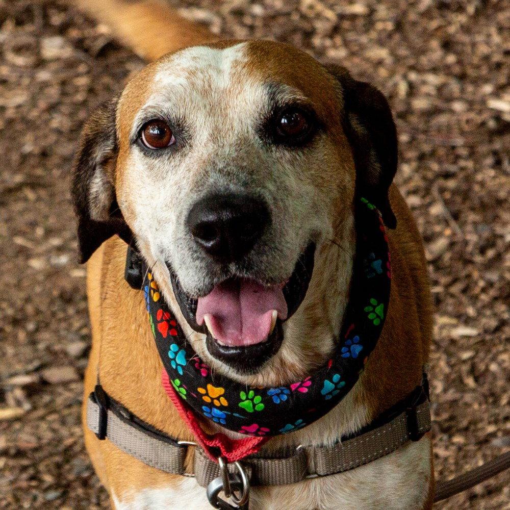 Enlarge Walter, a Adoptable mixed breed in Bloomfield, CT image 1/3