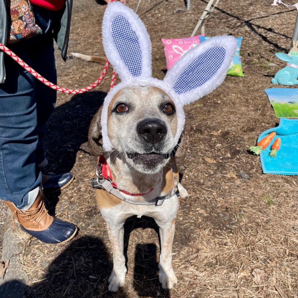 Enlarge Walter, a Adoptable mixed breed in Bloomfield, CT image 2/3