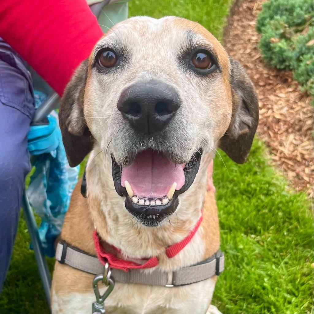 Walter, a Adoptable mixed breed in Bloomfield, CT image 2/3