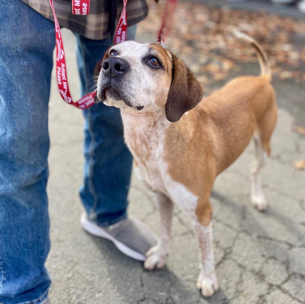 Enlarge Walter, a Adoptable mixed breed in Bloomfield, CT image 3/3