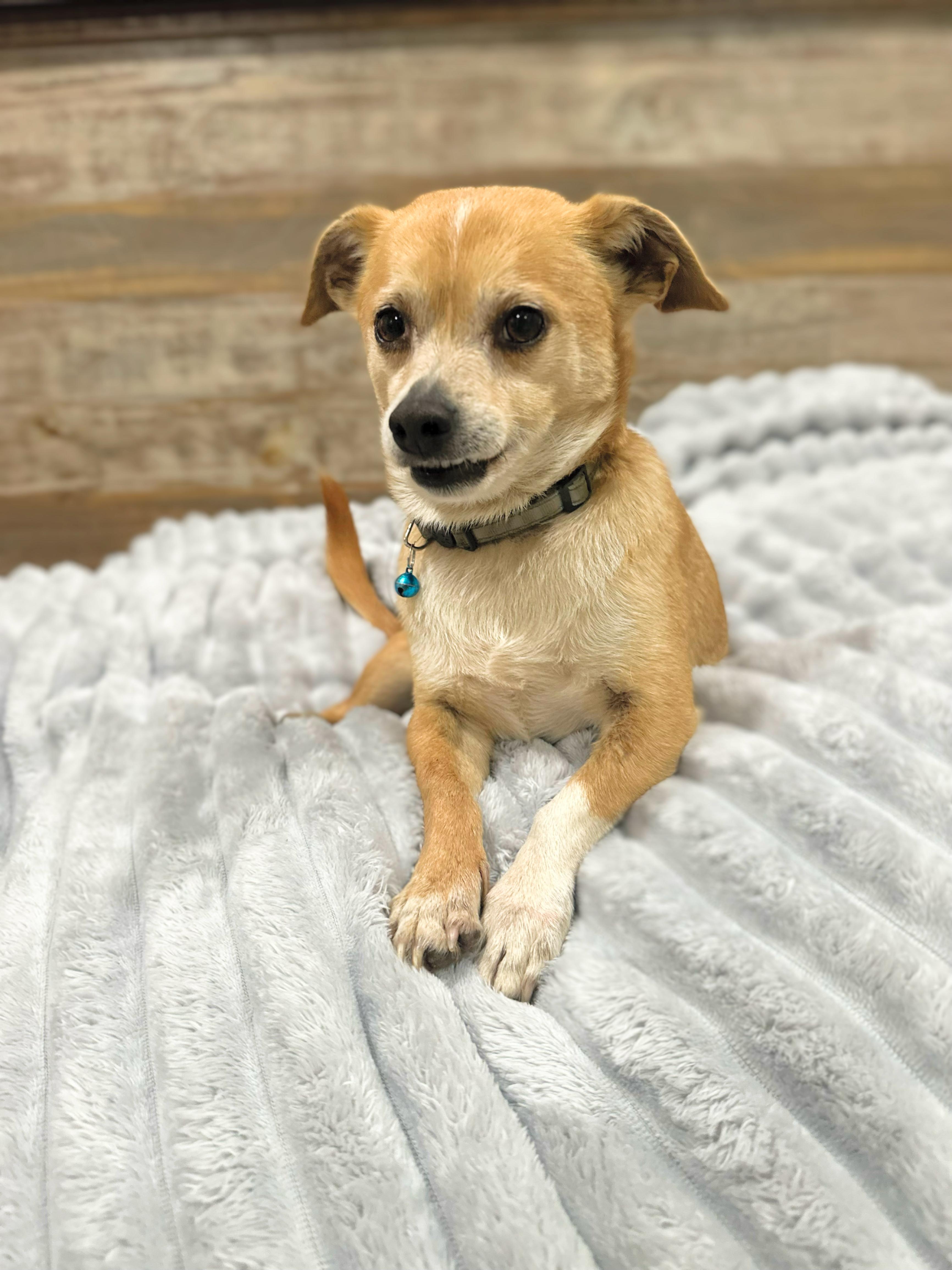Odin, adopted, Adult Male Chihuahua.