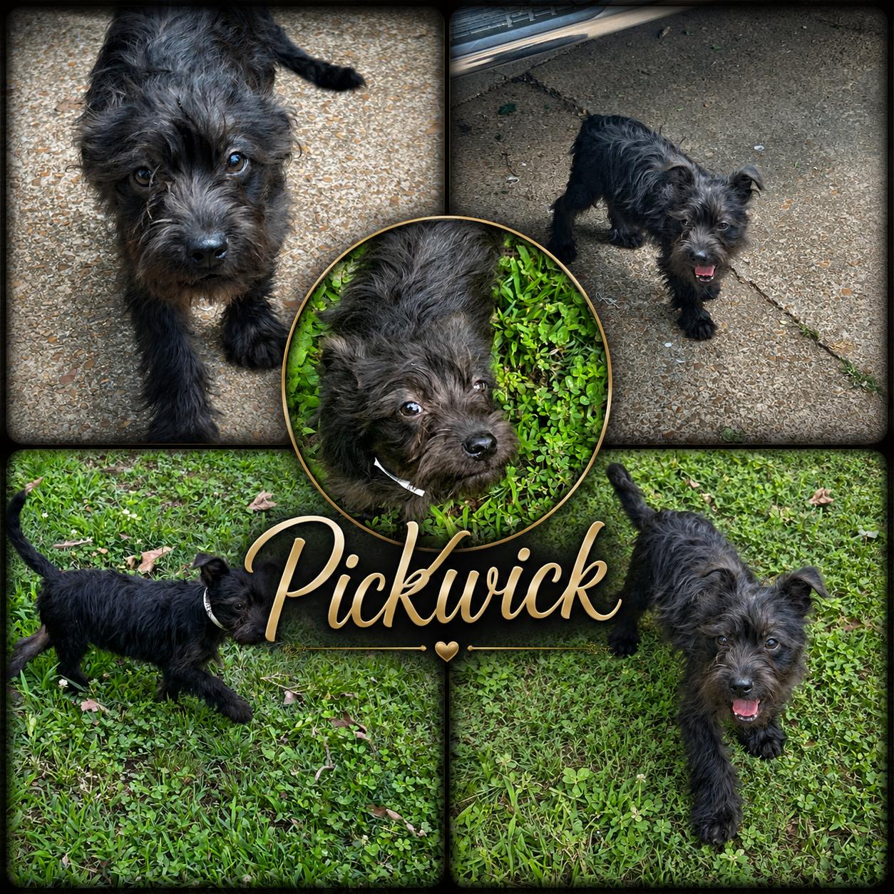 Pickwick, adopted, Puppy Male Terrier & Schnauzer.