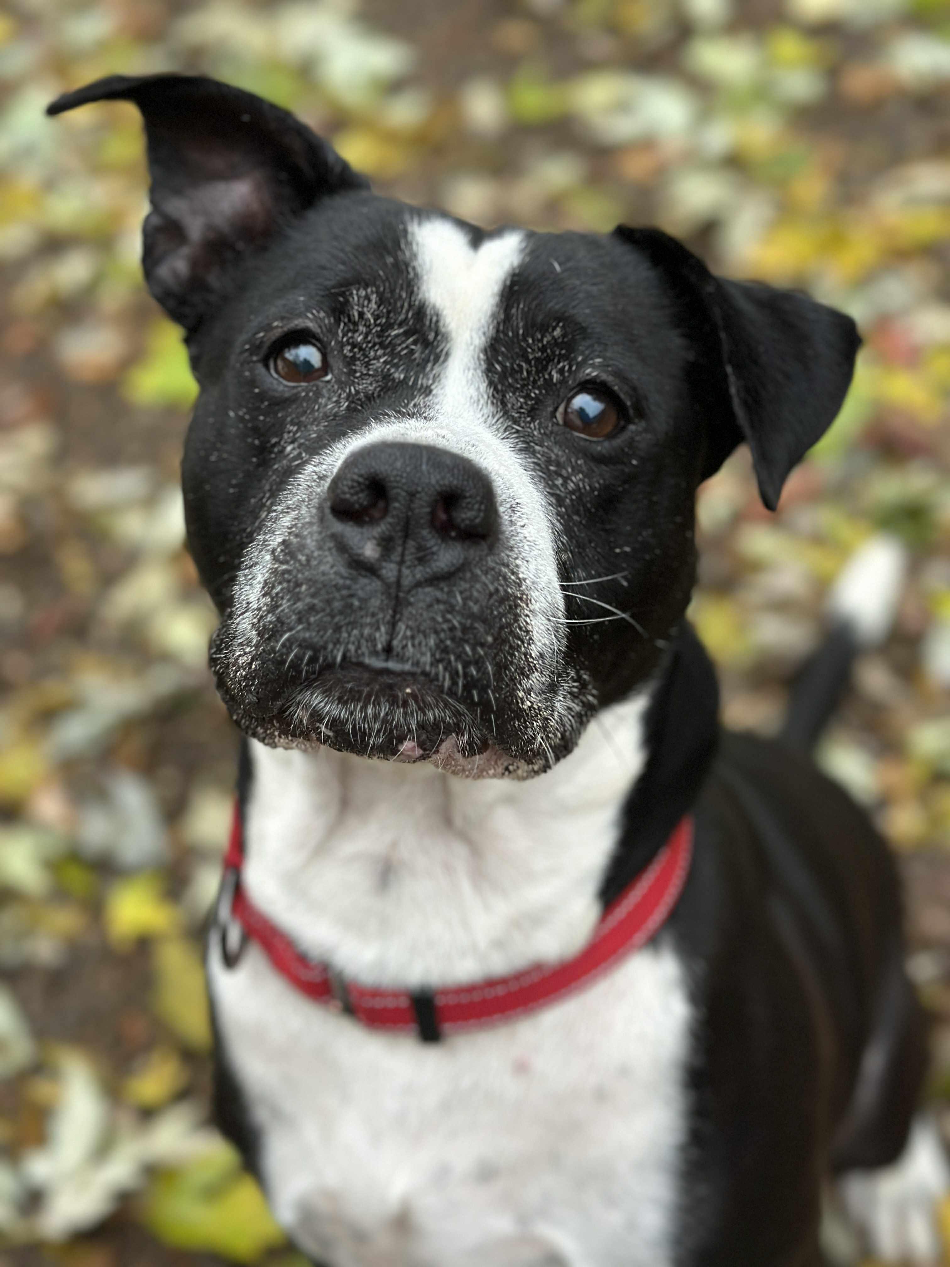 Cupid, a Adoptable mixed breed in Youngstown, OH image 2/6