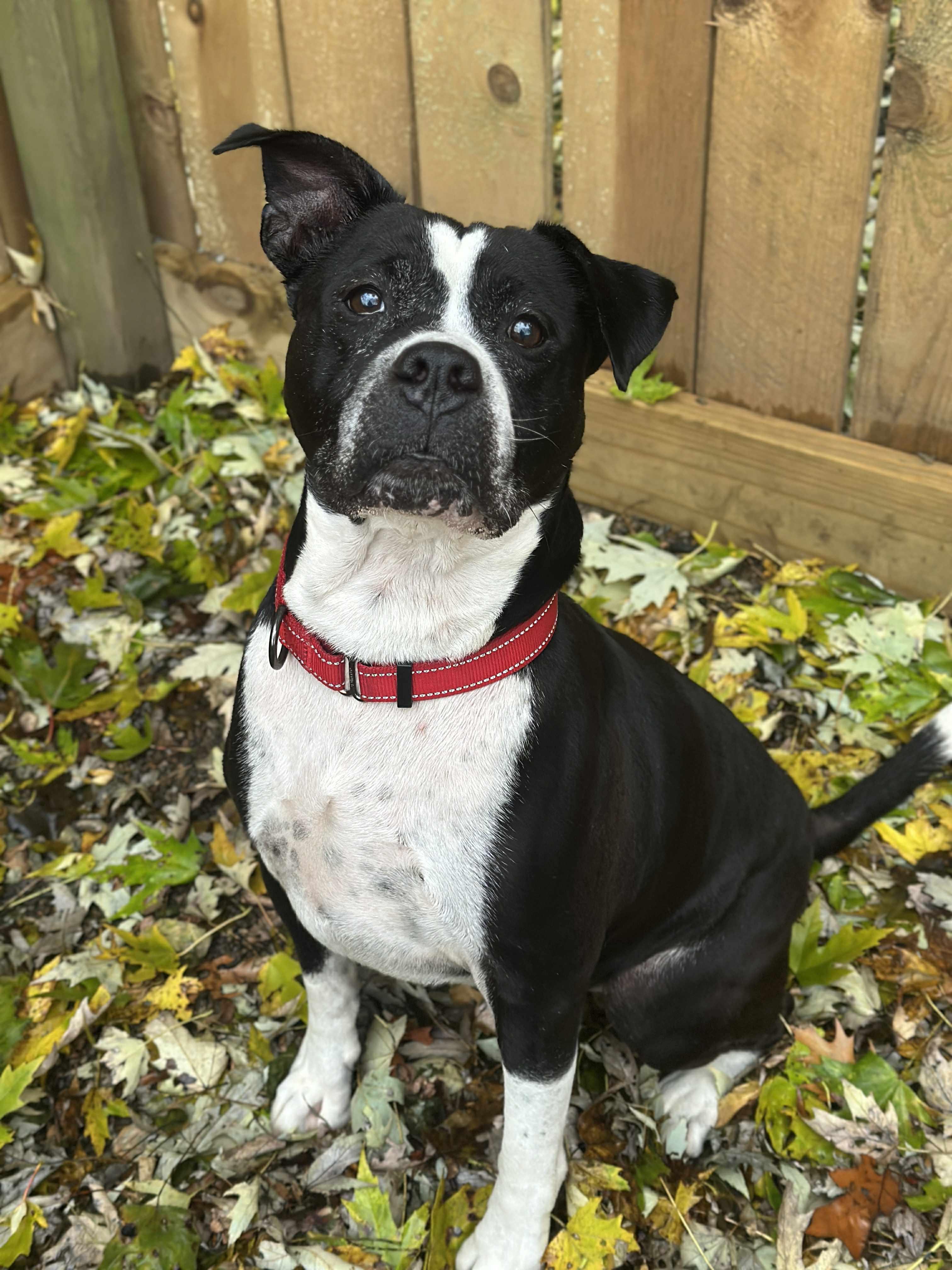 Cupid, Adoptable, Adult Male American Staffordshire Terrier.