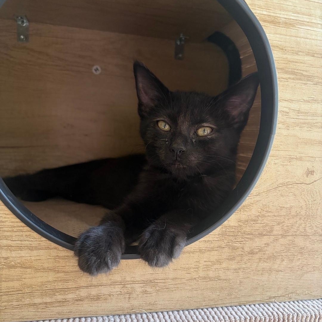 Enlarge Daisy Aero, a ADOPTABLE Domestic Short Hair in Phoenix, AZ image 1/3