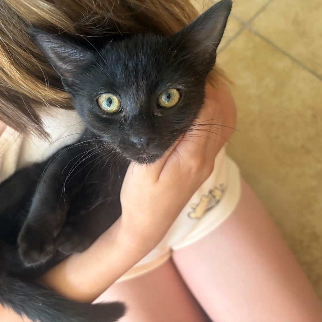 Enlarge Daisy Aero, a ADOPTABLE Domestic Short Hair in Phoenix, AZ image 2/3
