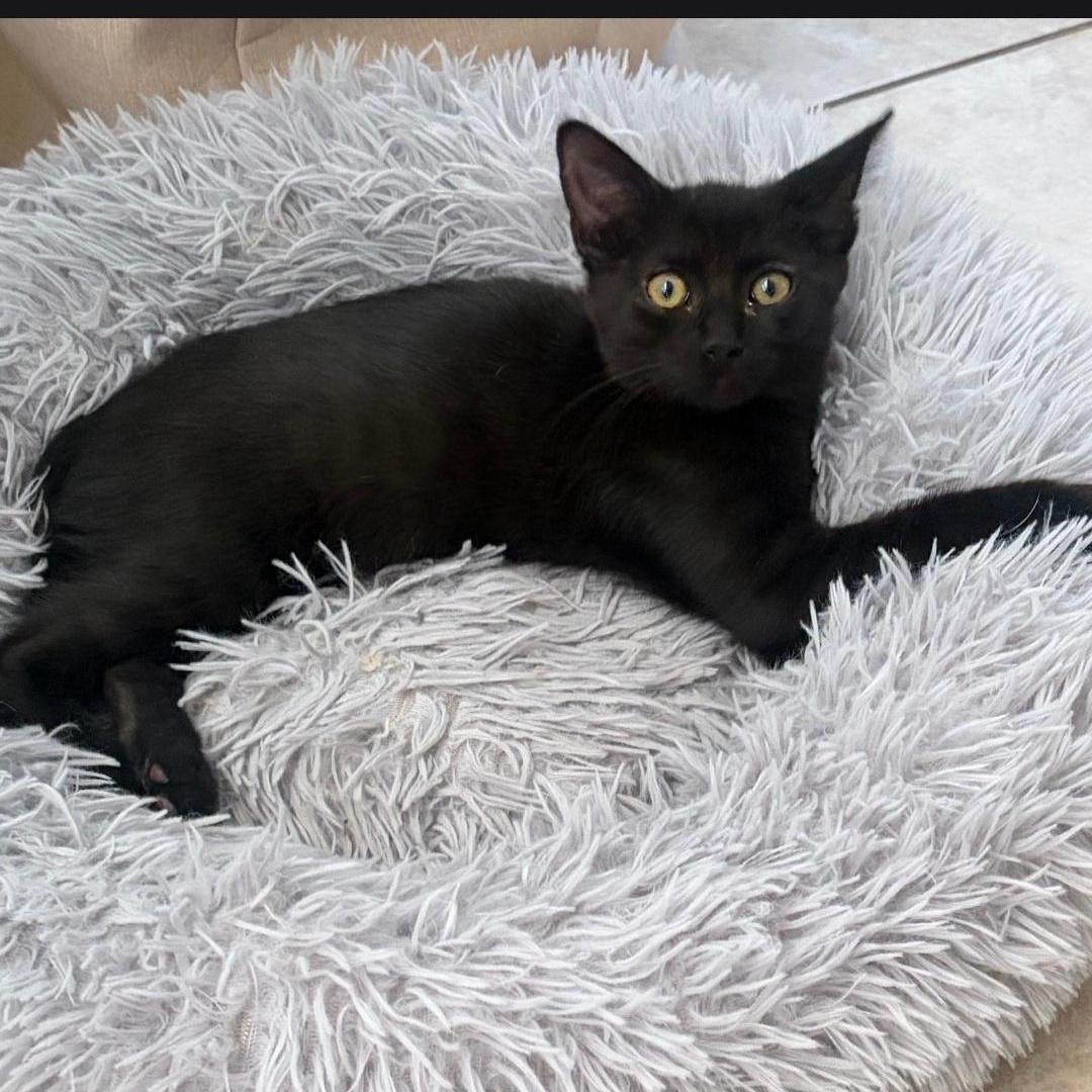 Enlarge Daisy Aero, a ADOPTABLE Domestic Short Hair in Phoenix, AZ image 3/3