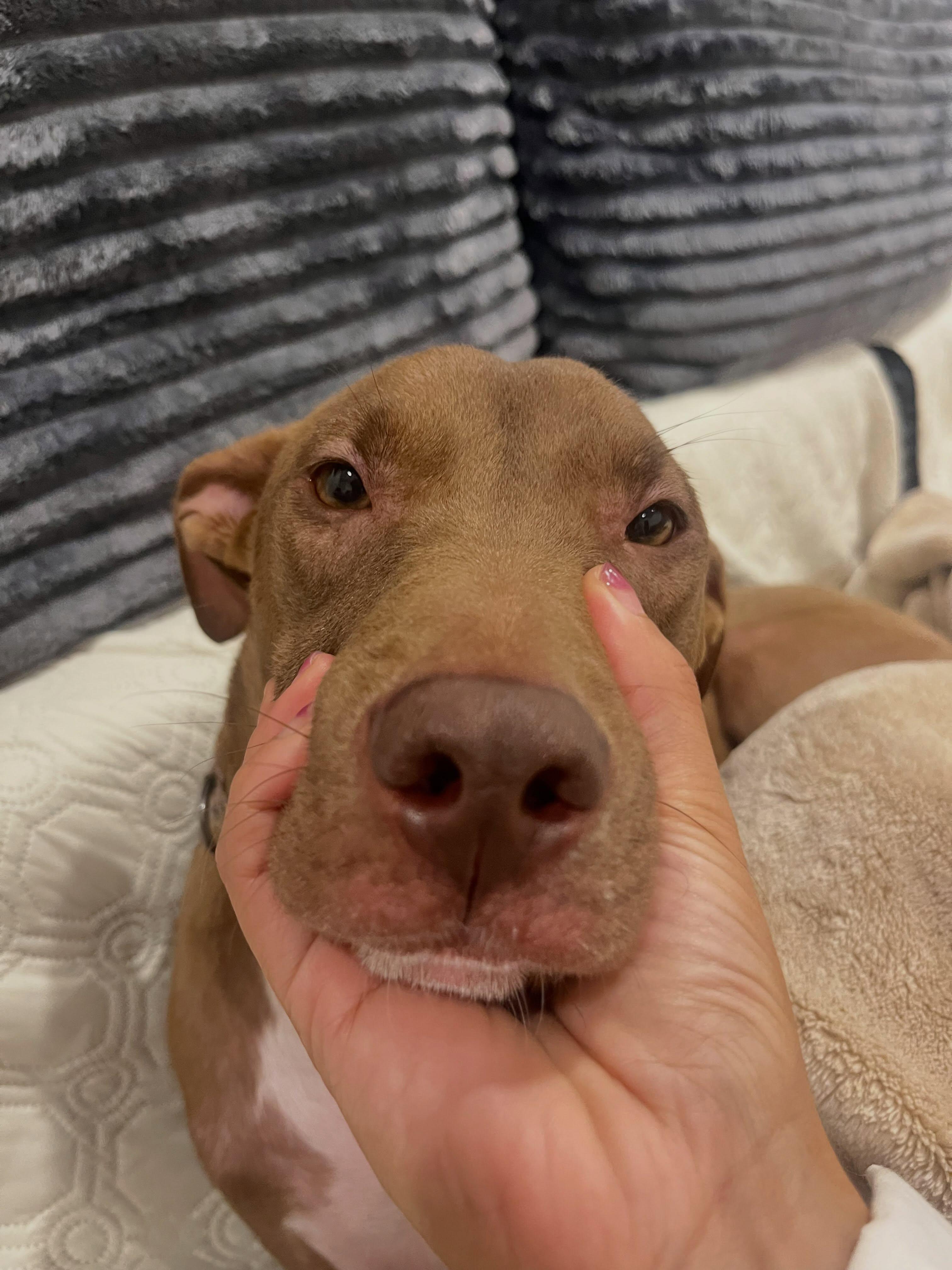 Enlarge Lollipop, a Adopted mixed breed in New York, NY image 5/6