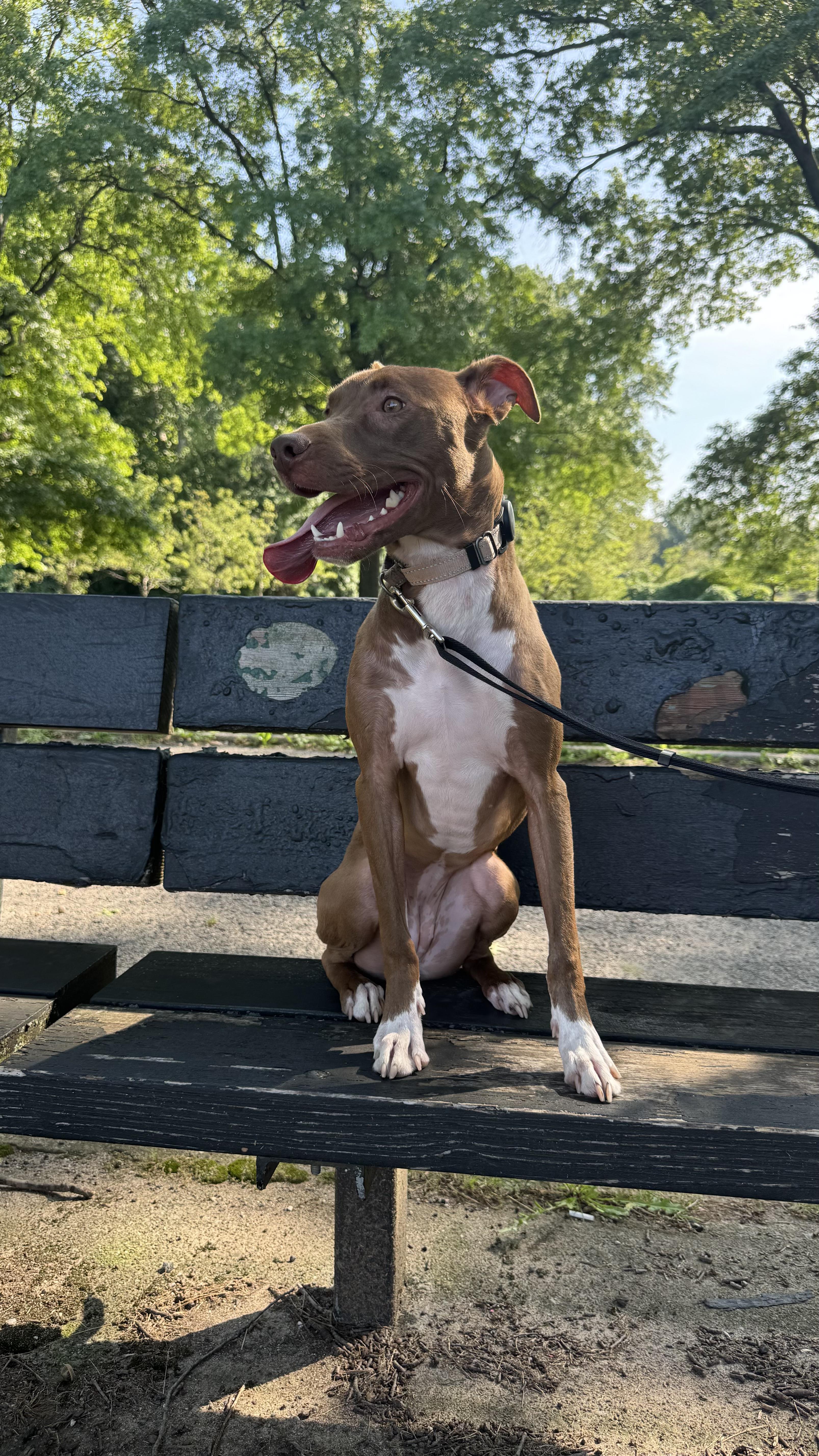 Enlarge Lollipop, a Adopted mixed breed in New York, NY image 4/6
