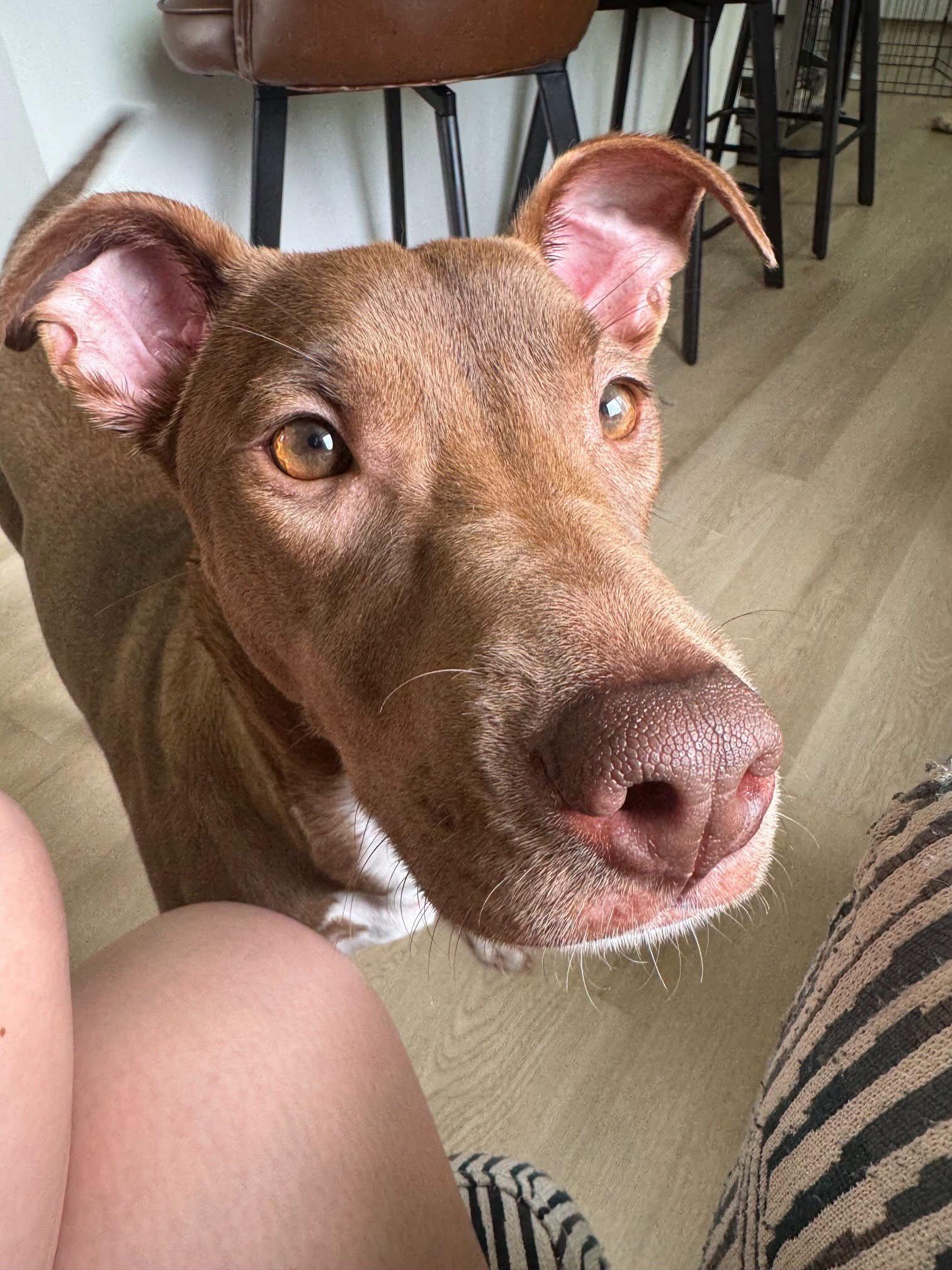 Enlarge Lollipop, a Adopted mixed breed in New York, NY image 6/6