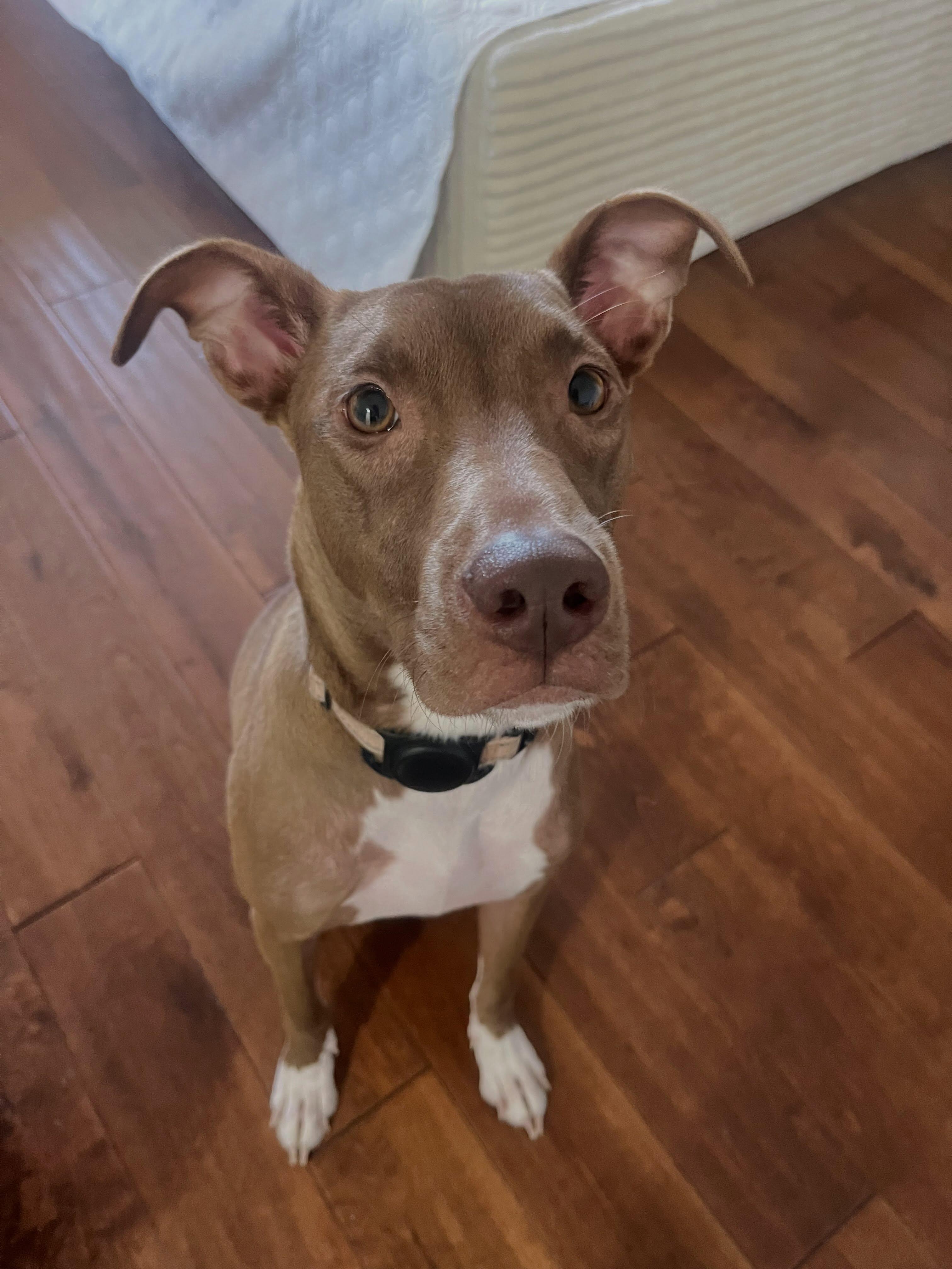 Enlarge Lollipop, a Adopted mixed breed in New York, NY image 1/6