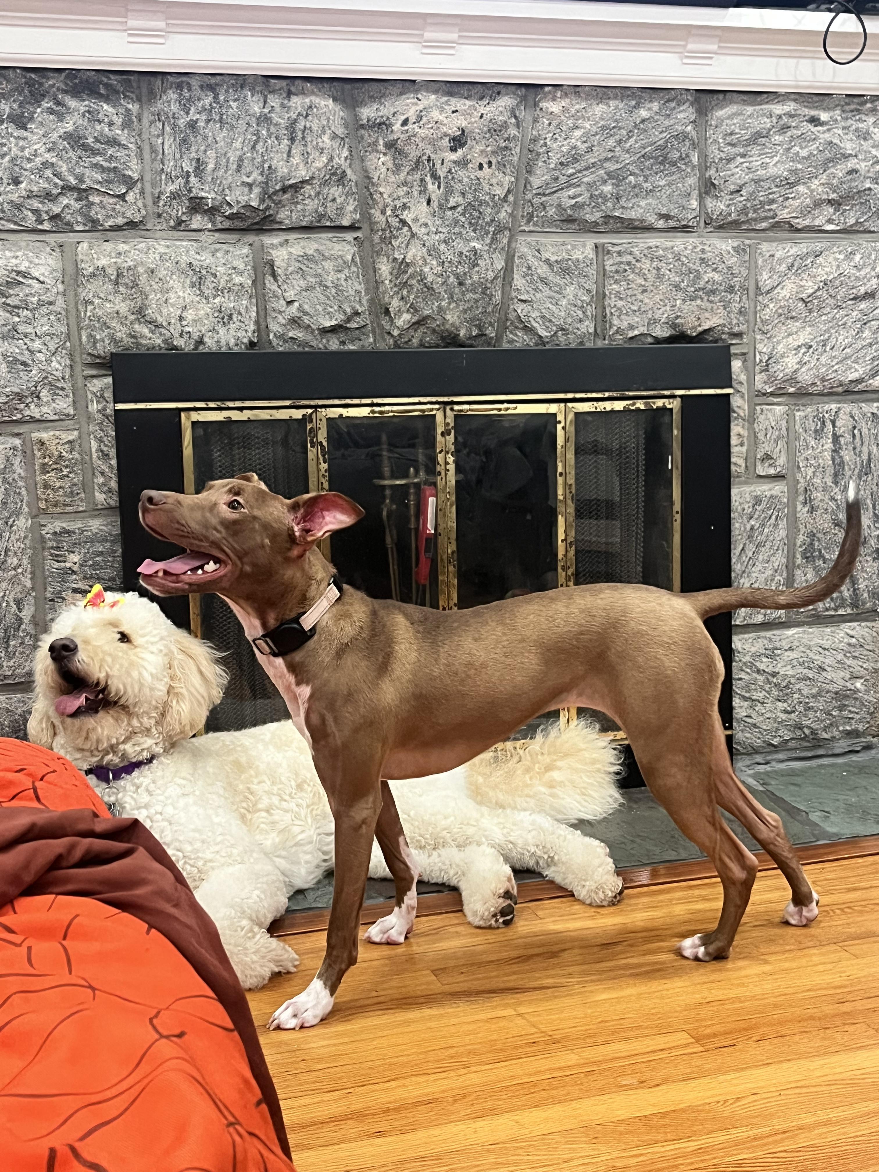 Enlarge Lollipop, a Adopted mixed breed in New York, NY image 2/6
