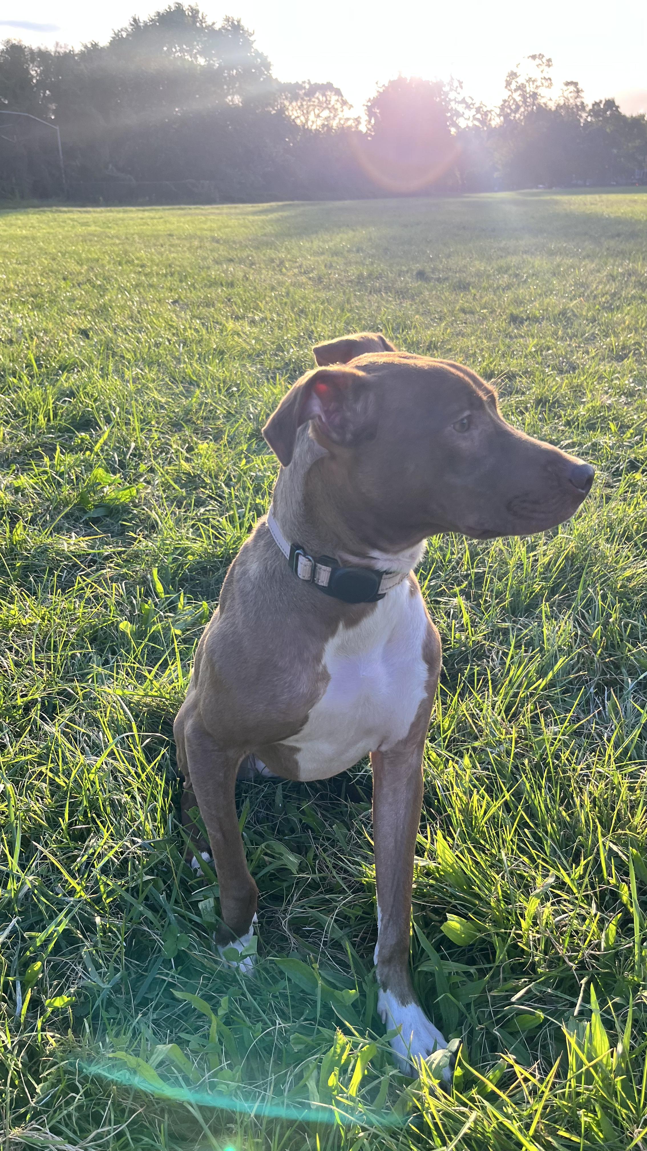 Enlarge Lollipop, a Adopted mixed breed in New York, NY image 3/6