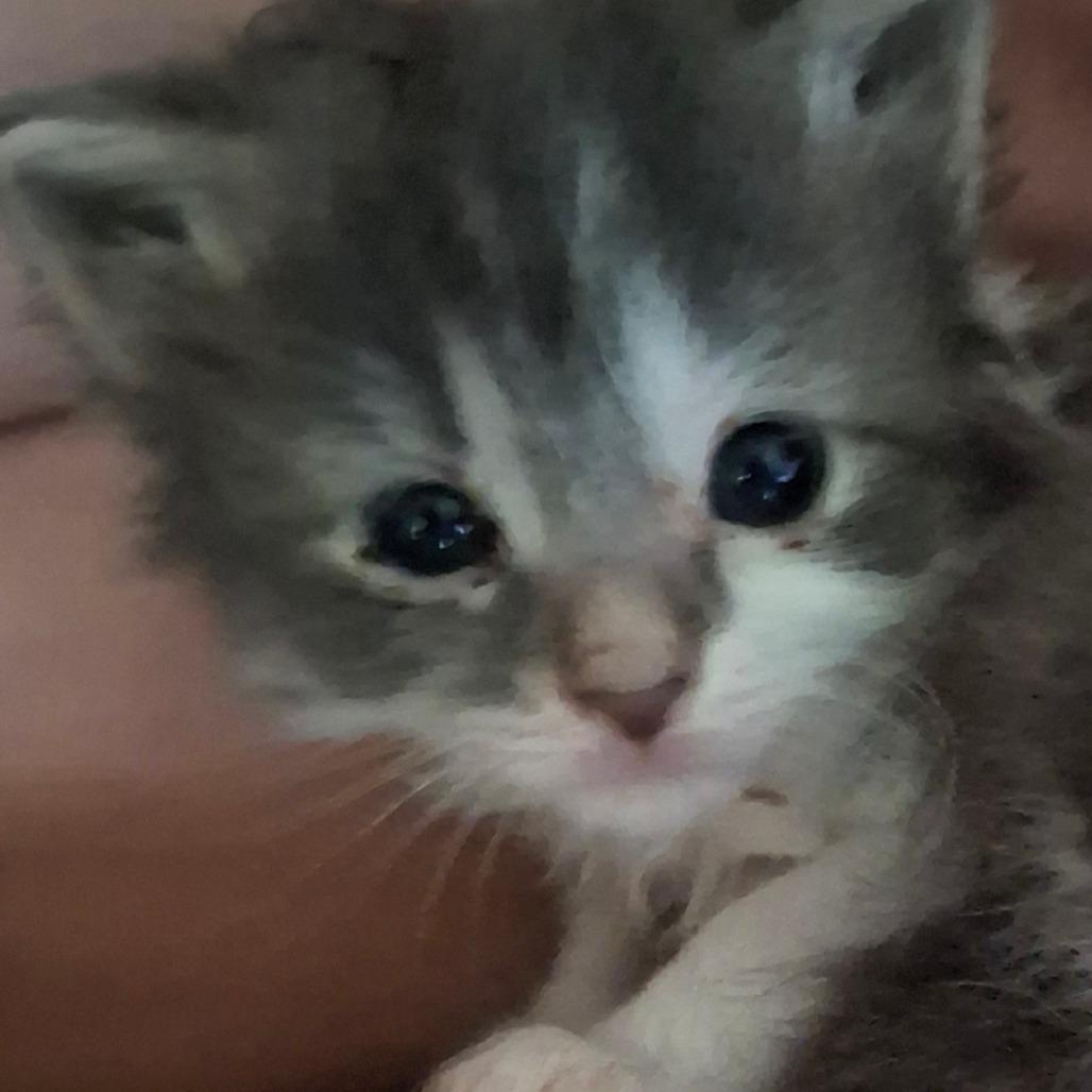 Rhaena, Adoptable, Kitten Female Domestic Long Hair.