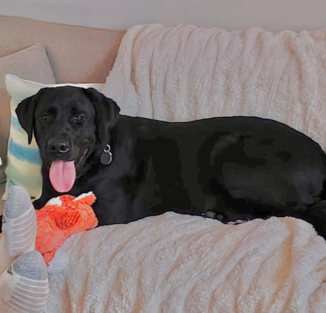 Enlarge Astro, an adopted Labrador Retriever in Oakville, ON image 4/6