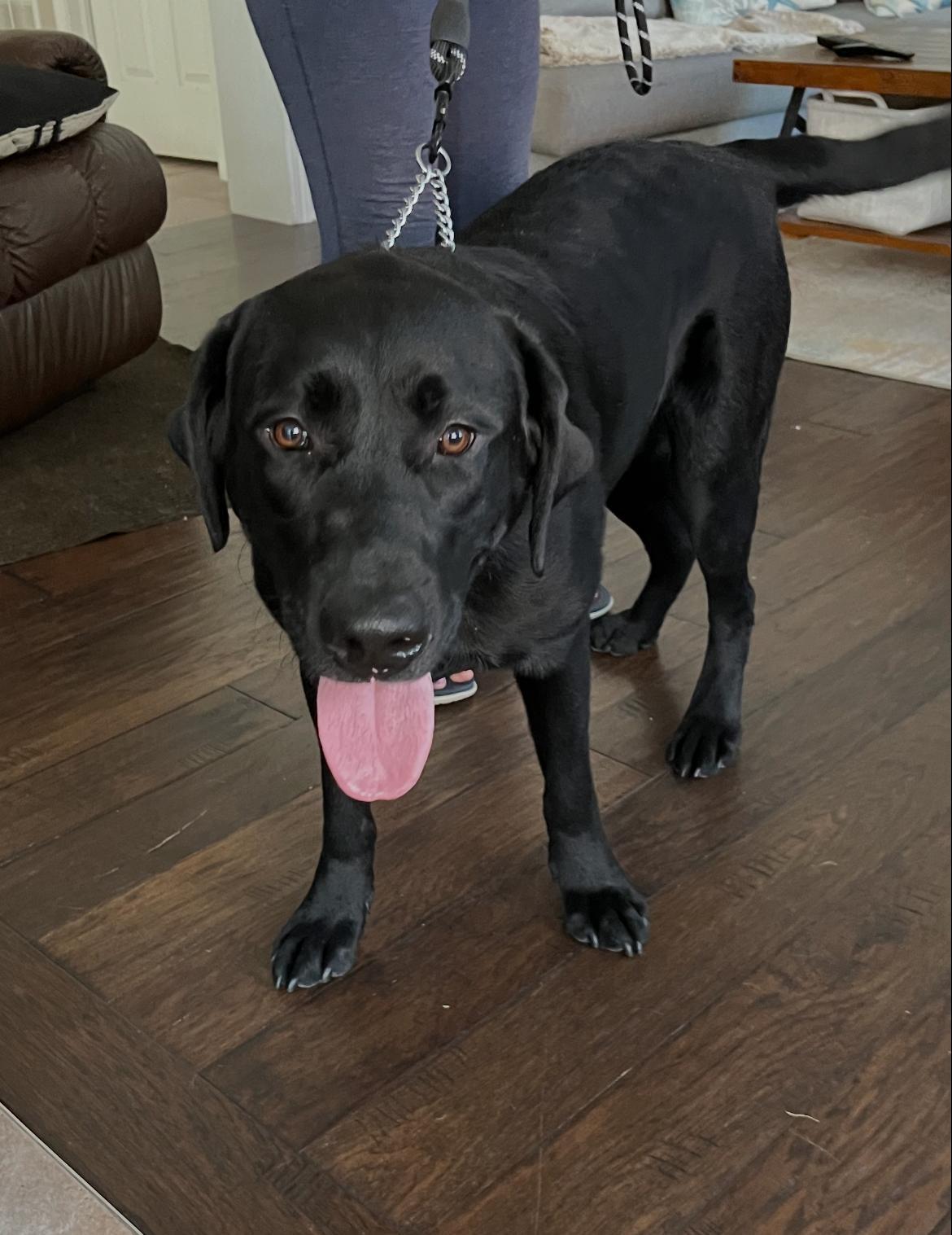 Enlarge Astro, an adopted Labrador Retriever in Oakville, ON image 5/6