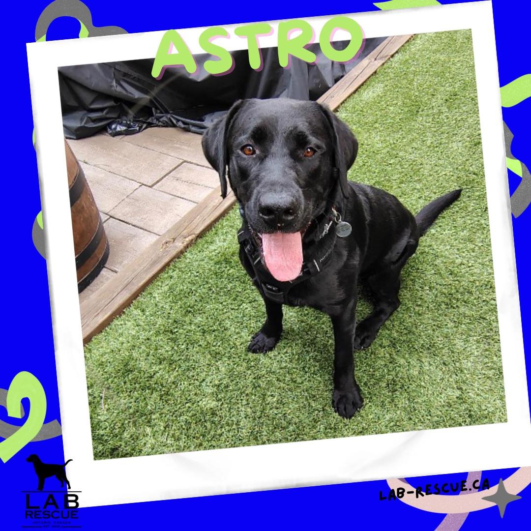 Enlarge Astro, an adopted Labrador Retriever in Oakville, ON image 1/6