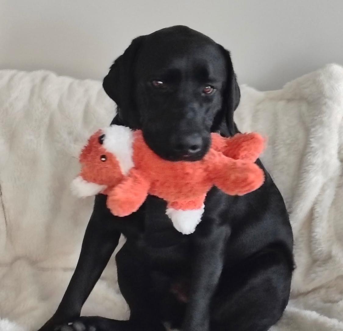 Enlarge Astro, an adopted Labrador Retriever in Oakville, ON image 2/6