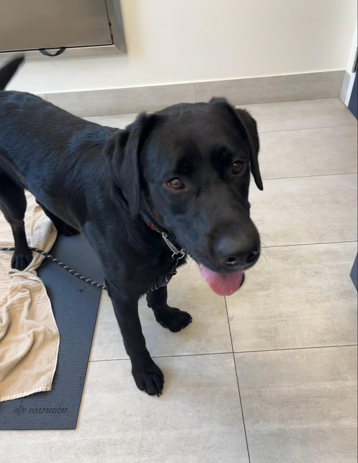 Enlarge Astro, an adopted Labrador Retriever in Oakville, ON image 6/6