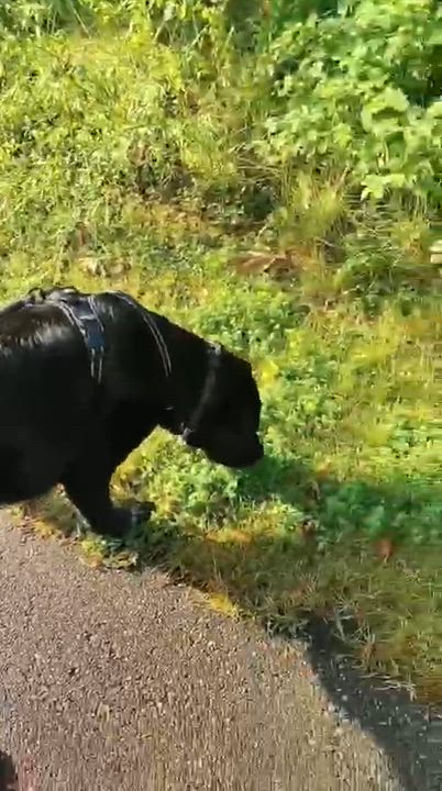 Enlarge Astro, an adopted Labrador Retriever in Oakville, ON video 3/6
