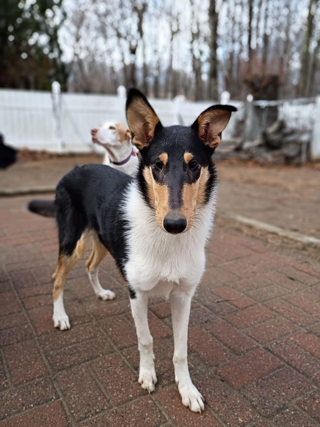 Kat, ADOPTABLE, Young Female Smooth Collie.