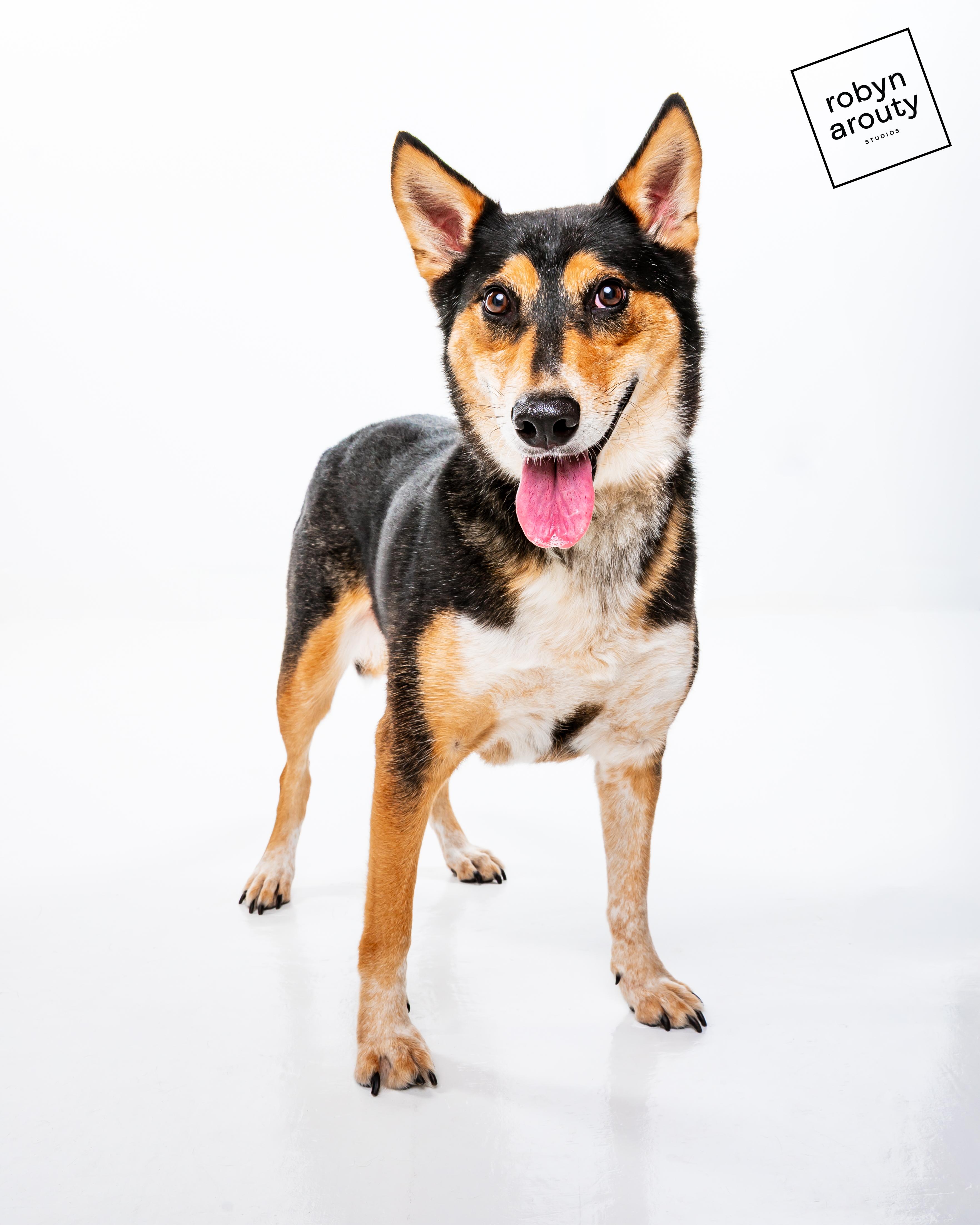 Enlarge Maggie, a Adoptable mixed breed in Houston, TX image 2/6